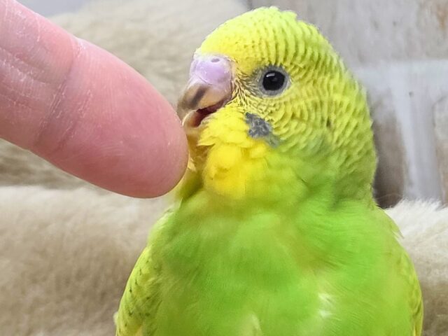 セキセイインコ