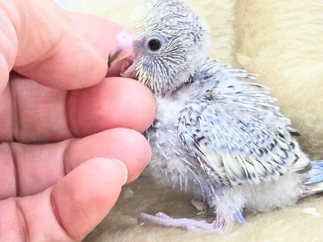 セキセイインコ