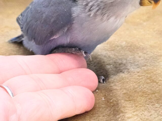 コザクラインコ（小桜インコ）