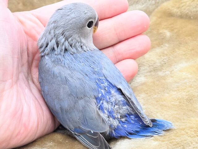 コザクラインコ（小桜インコ）