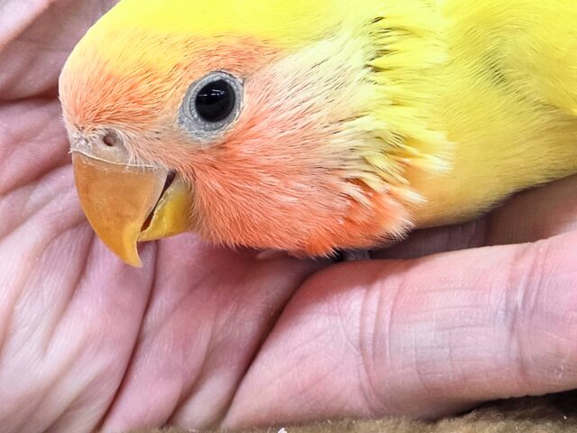 コザクラインコ（小桜インコ）