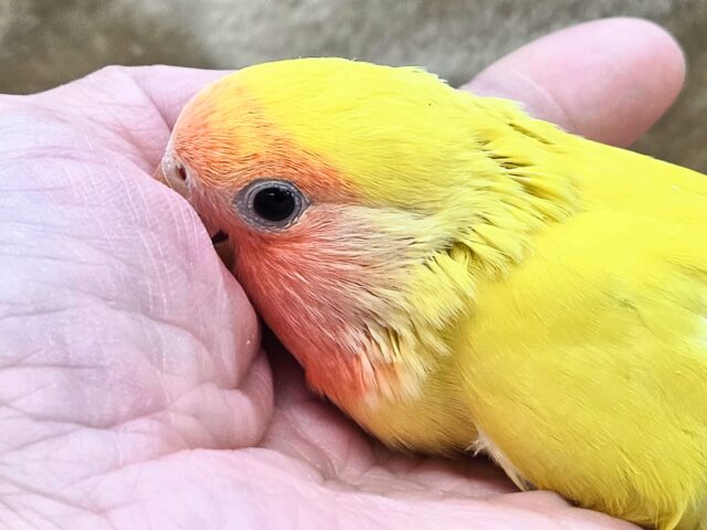 コザクラインコ（小桜インコ）