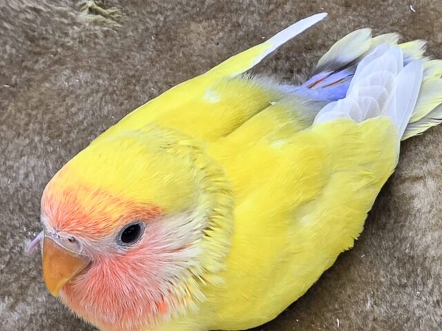 コザクラインコ（小桜インコ）