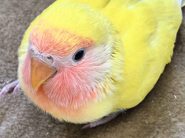 コザクラインコ（小桜インコ）