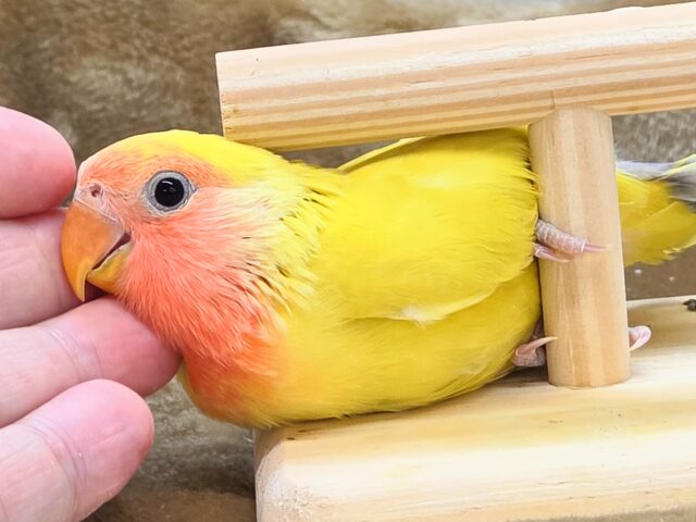 コザクラインコ（小桜インコ）