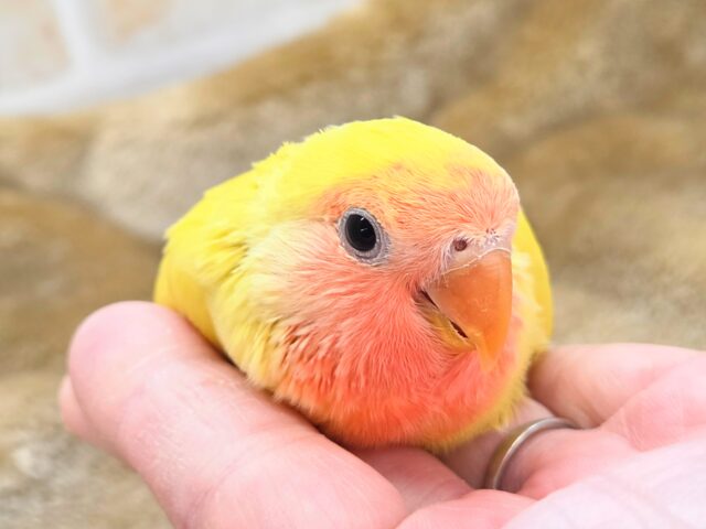コザクラインコ（小桜インコ）