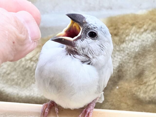 シルバー文鳥