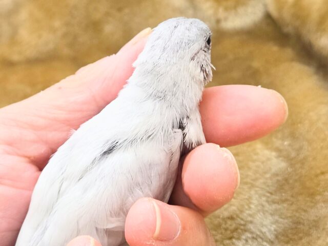 シルバー文鳥