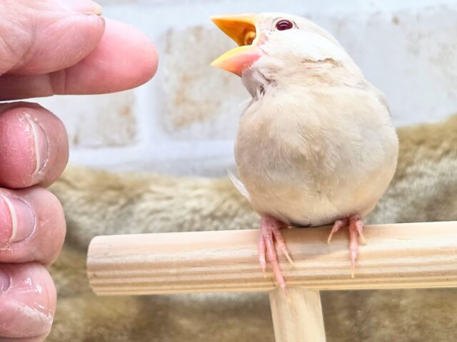 シナモン文鳥