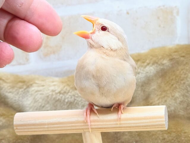 シナモン文鳥