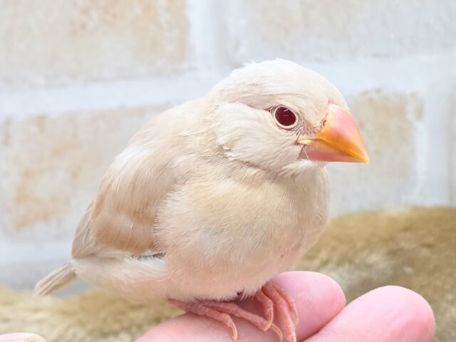 シナモン文鳥