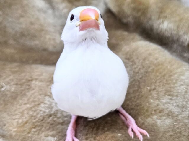 白文鳥