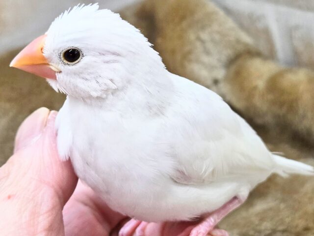 白文鳥