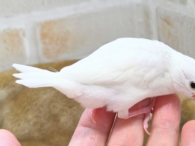 白文鳥