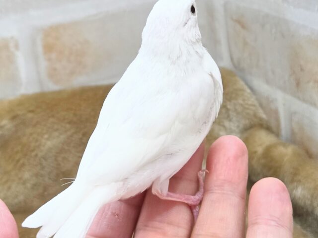 白文鳥