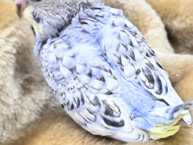 セキセイインコ
