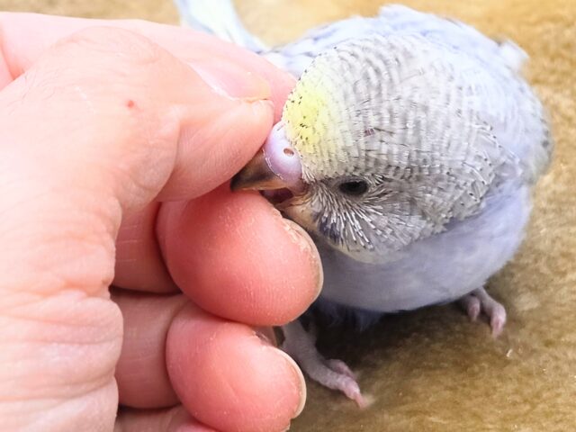 セキセイインコ