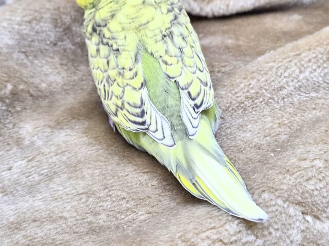 ジャンボセキセイインコ