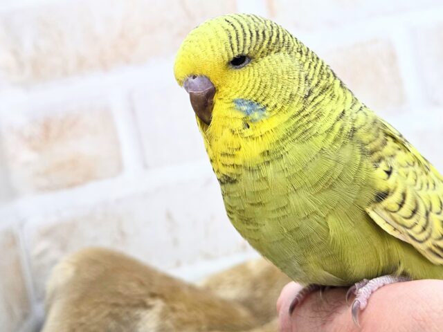 ジャンボセキセイインコ