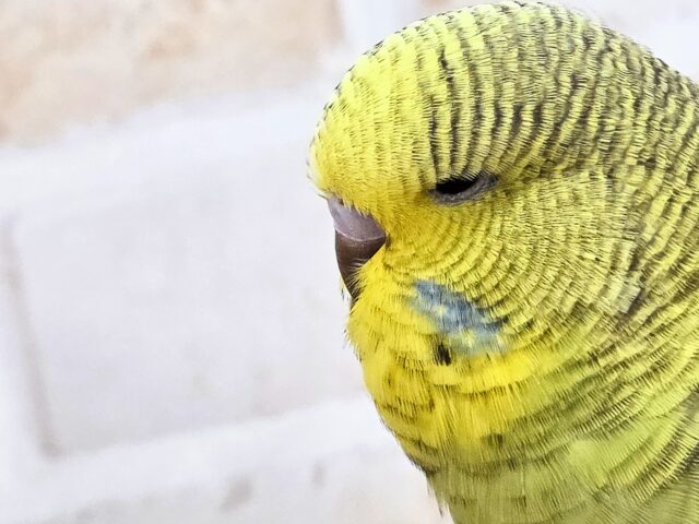 ジャンボセキセイインコ