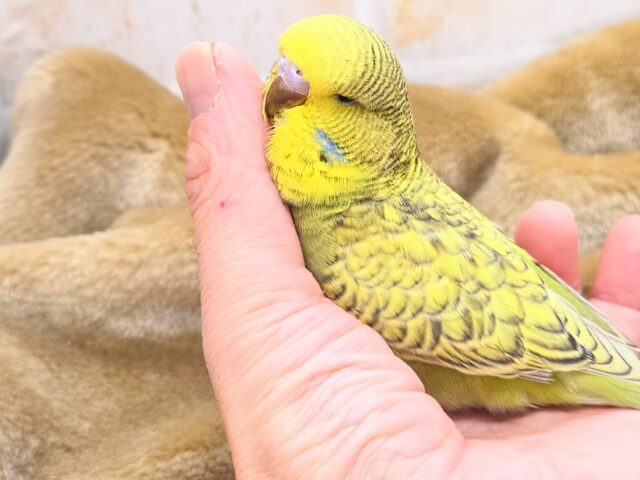 ジャンボセキセイインコ