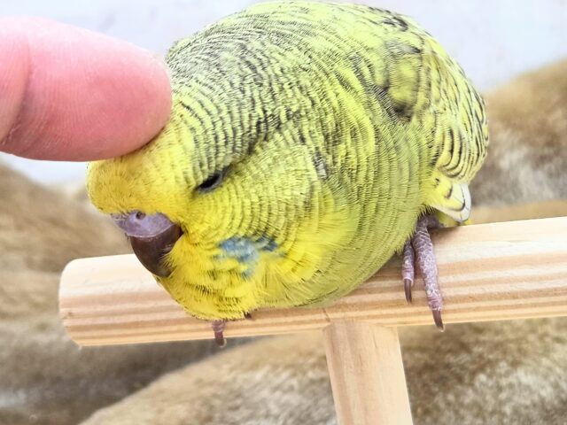 ジャンボセキセイインコ