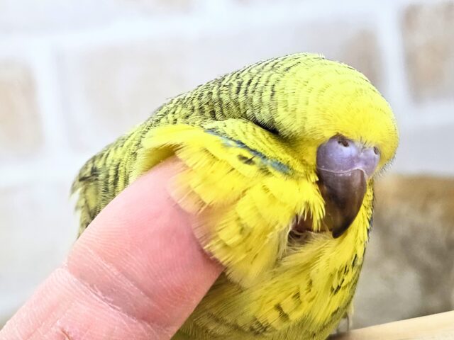 ジャンボセキセイインコ