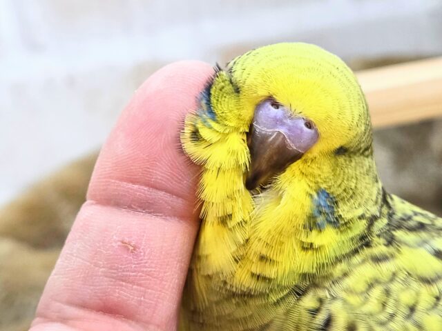 ジャンボセキセイインコ