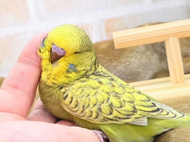 ジャンボセキセイインコ