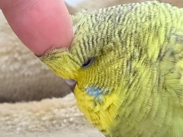 ジャンボセキセイインコ