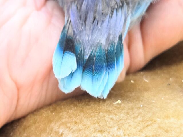 ブルーボタンインコ