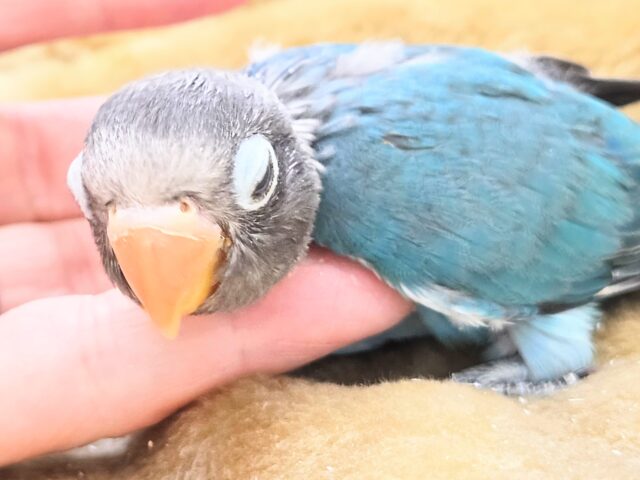 ブルーボタンインコ