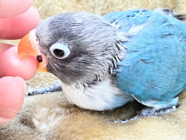 ブルーボタンインコ