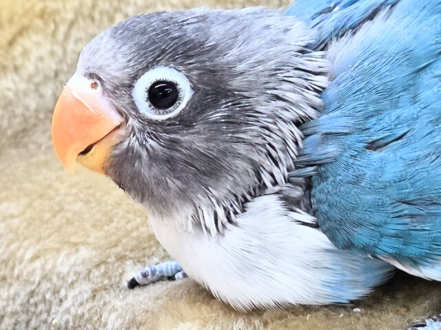 ブルーボタンインコ