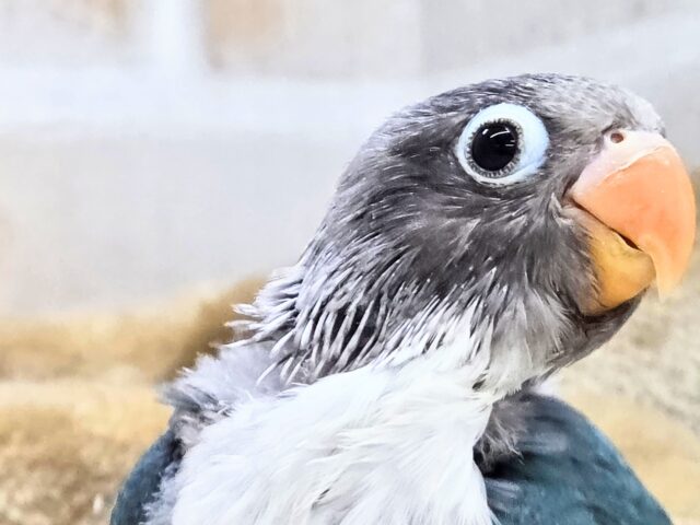 ブルーボタンインコ