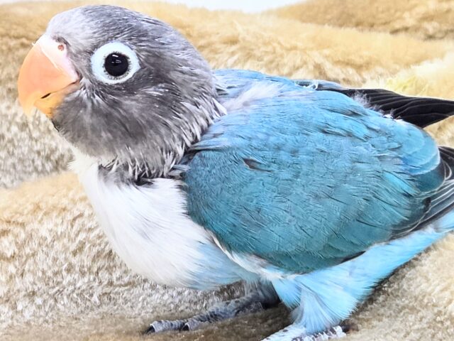 ブルーボタンインコ