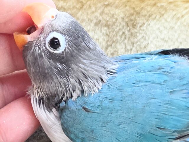 ブルーボタンインコ