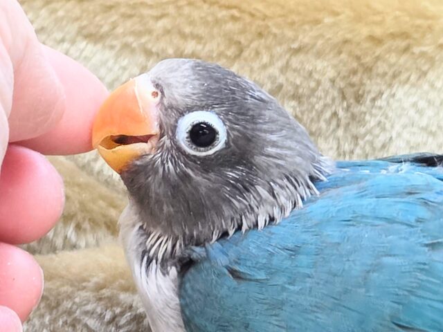 ブルーボタンインコ
