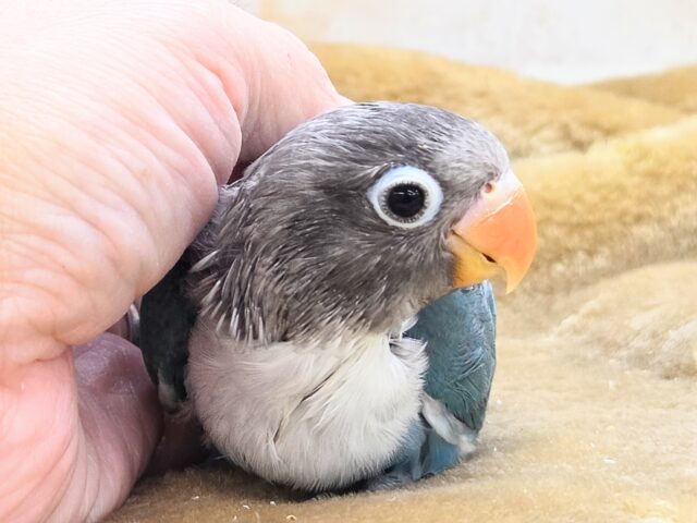 ブルーボタンインコ