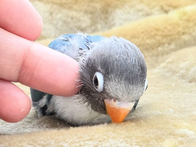 ブルーボタンインコ