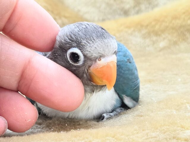 ブルーボタンインコ