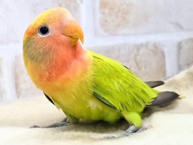 コザクラインコ（小桜インコ）
