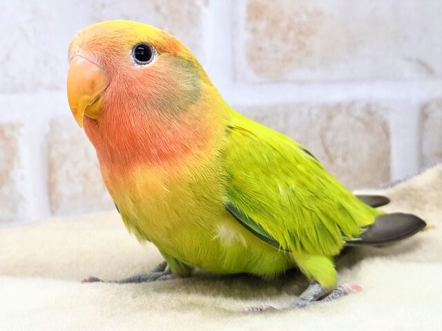コザクラインコ（小桜インコ）