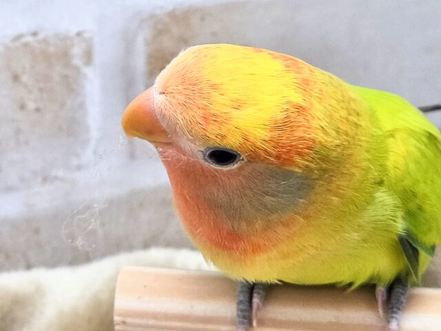 コザクラインコ（小桜インコ）