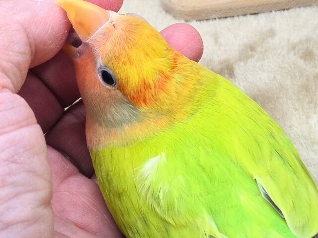 コザクラインコ（小桜インコ）