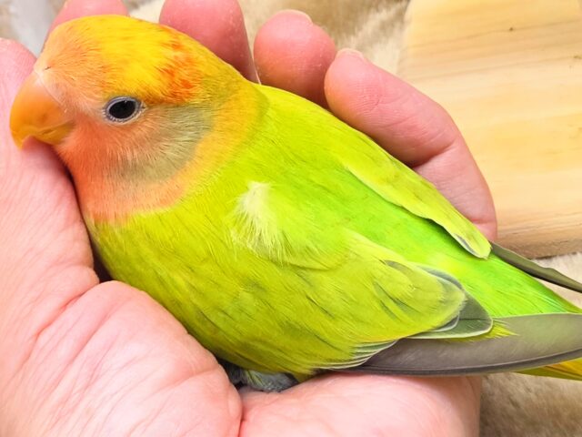 コザクラインコ（小桜インコ）