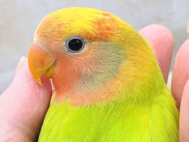 コザクラインコ（小桜インコ）