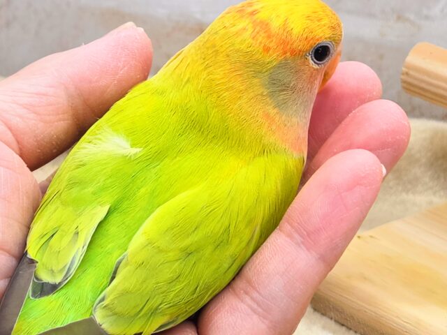 コザクラインコ（小桜インコ）