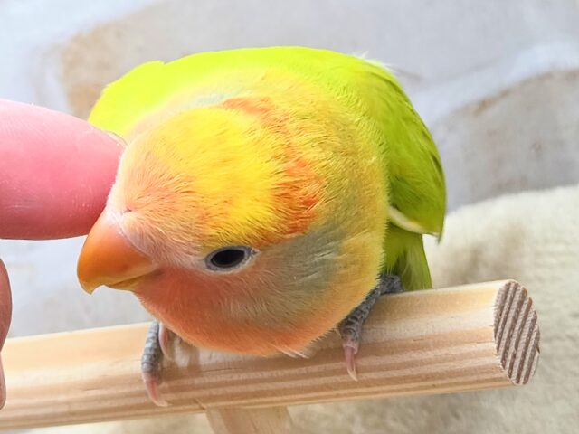 コザクラインコ（小桜インコ）