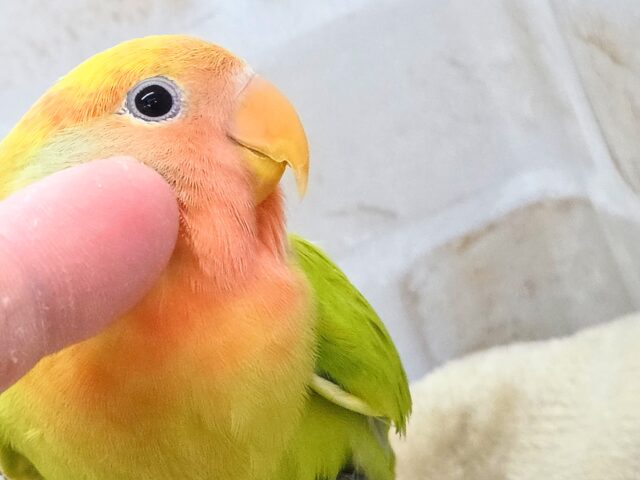 コザクラインコ（小桜インコ）